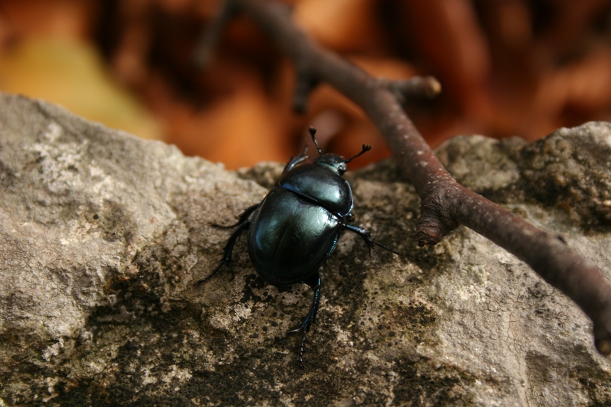 Geotrupidae da identificare